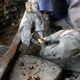 Workers often forgo gloves that protect against the caustic nut oils because they slow down production and cost money.